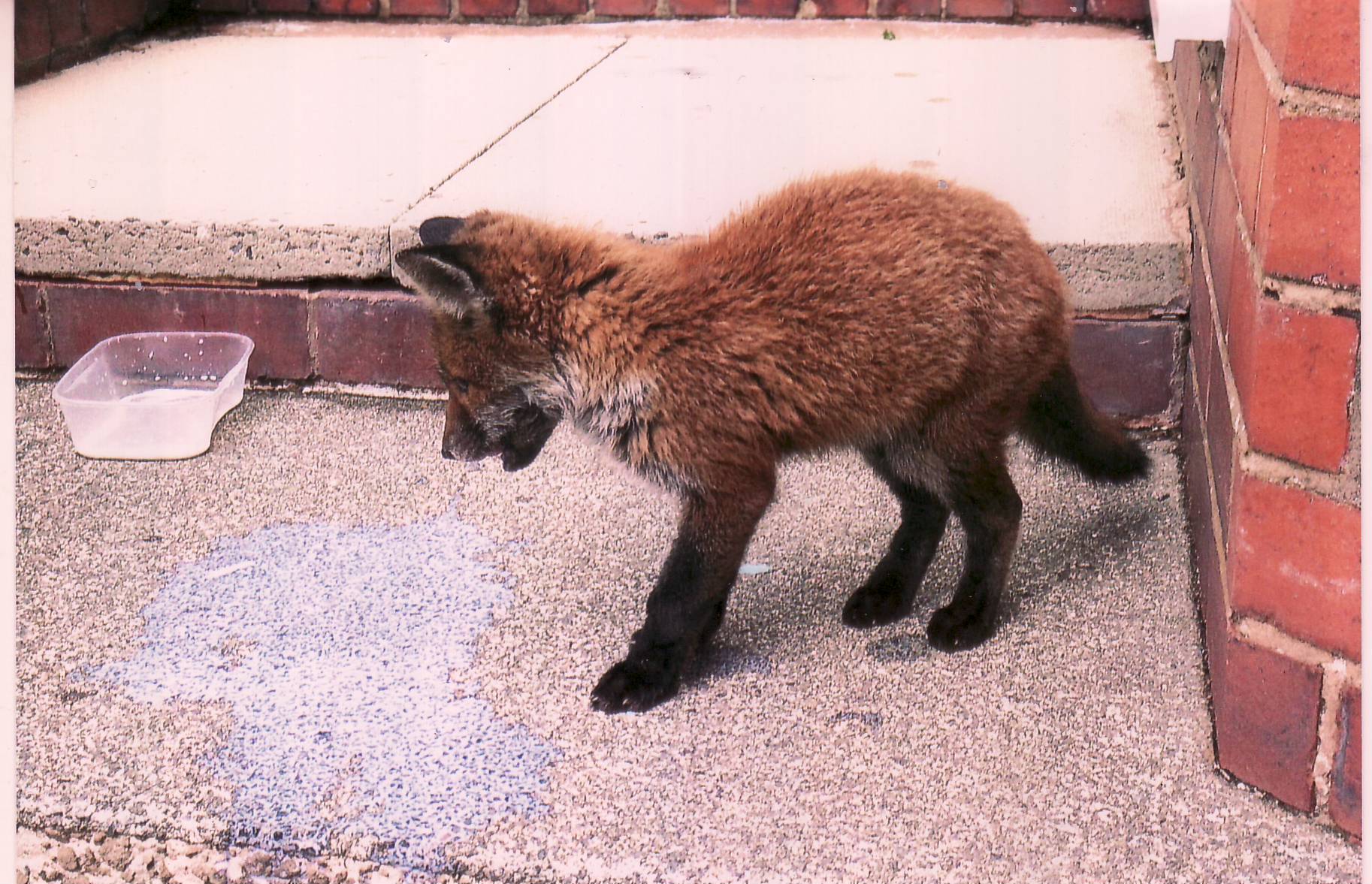 Teenager finds fox cub wandering alone in Harwood