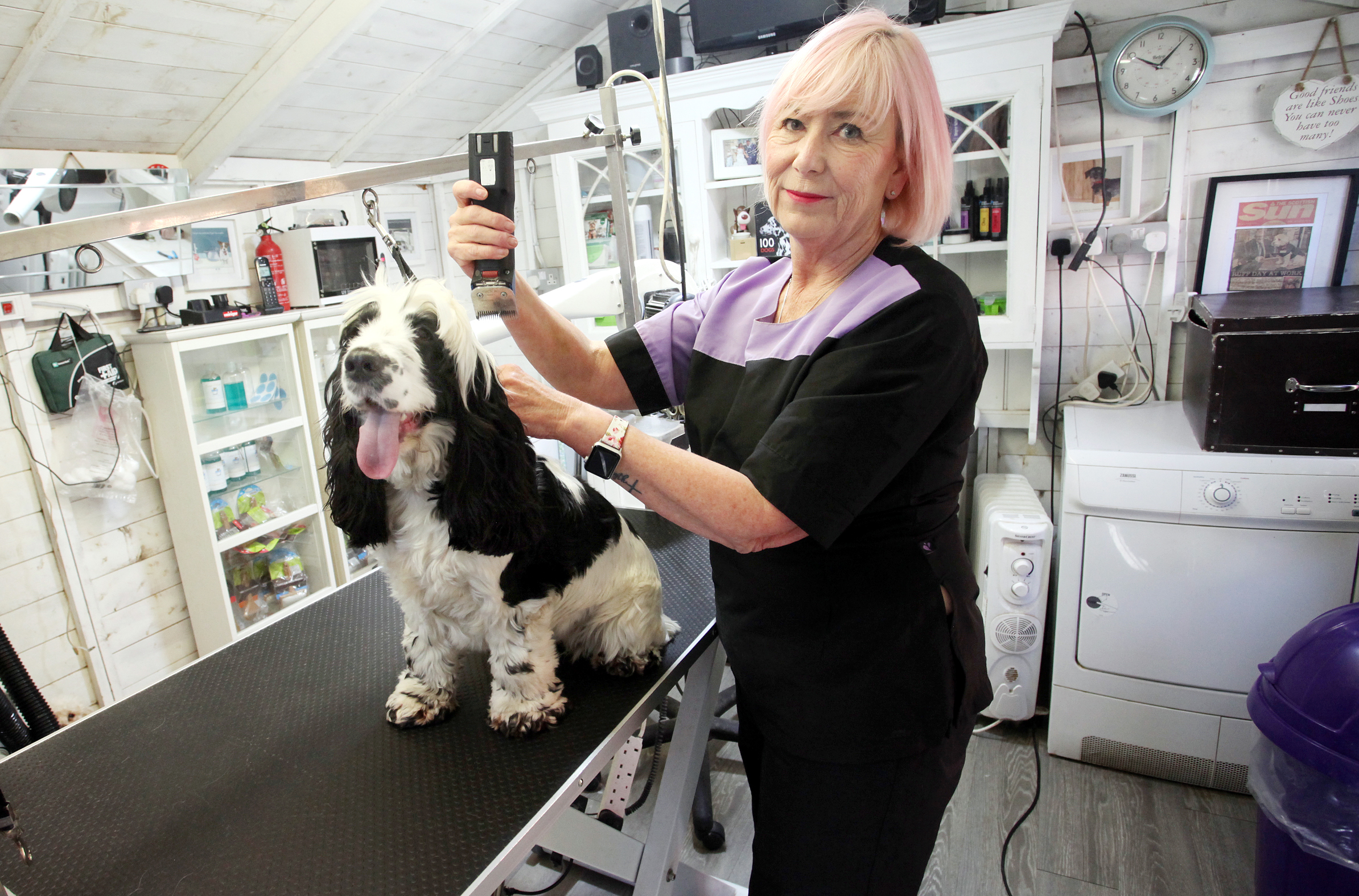 how to be a dog groomer