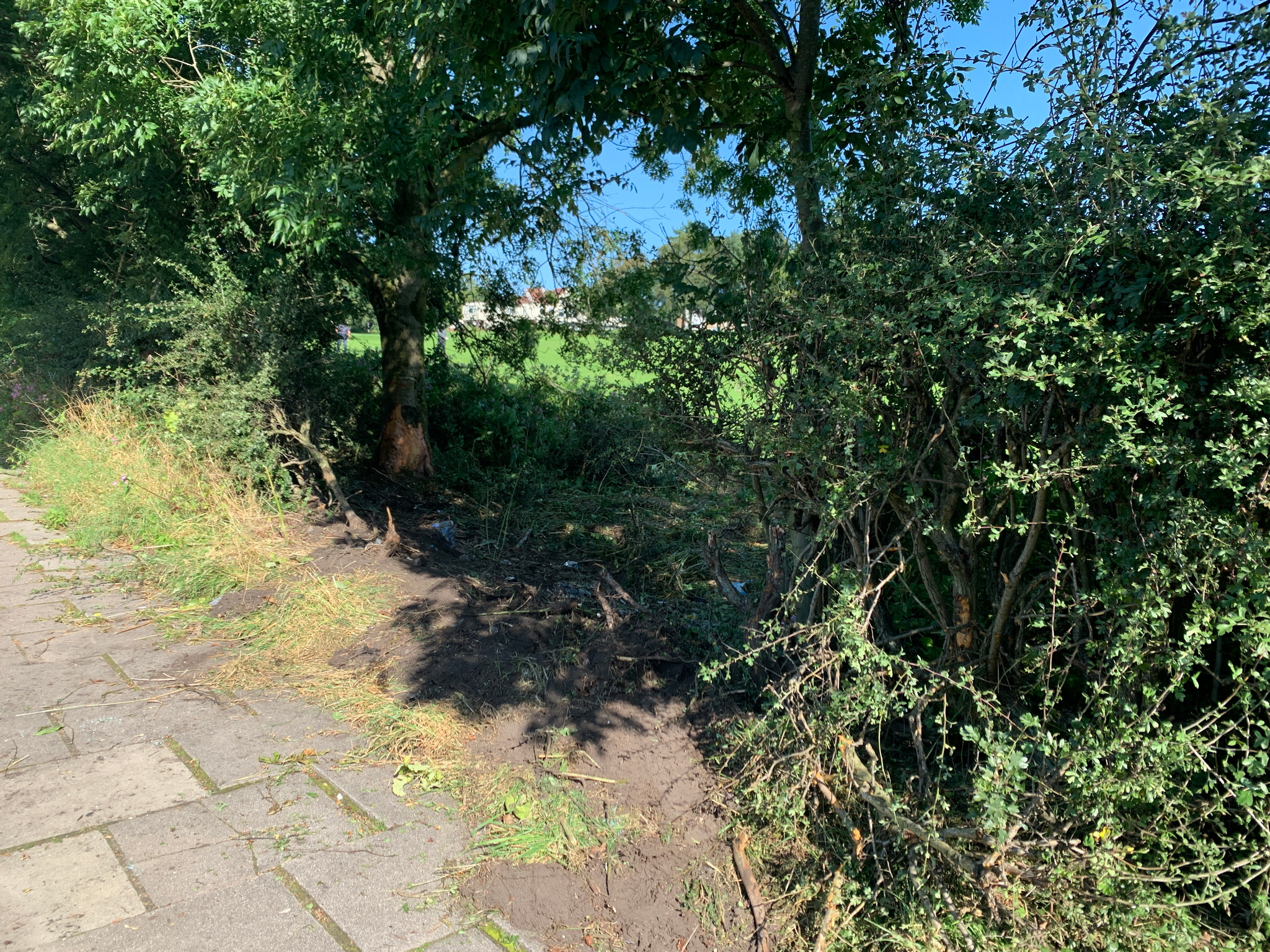 DAMAGE: Hole left in bushes after crash