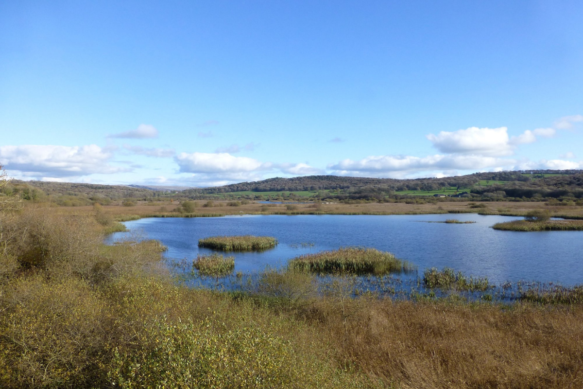 'Secretive reedland' in Lancashire among the UK's best bird havens