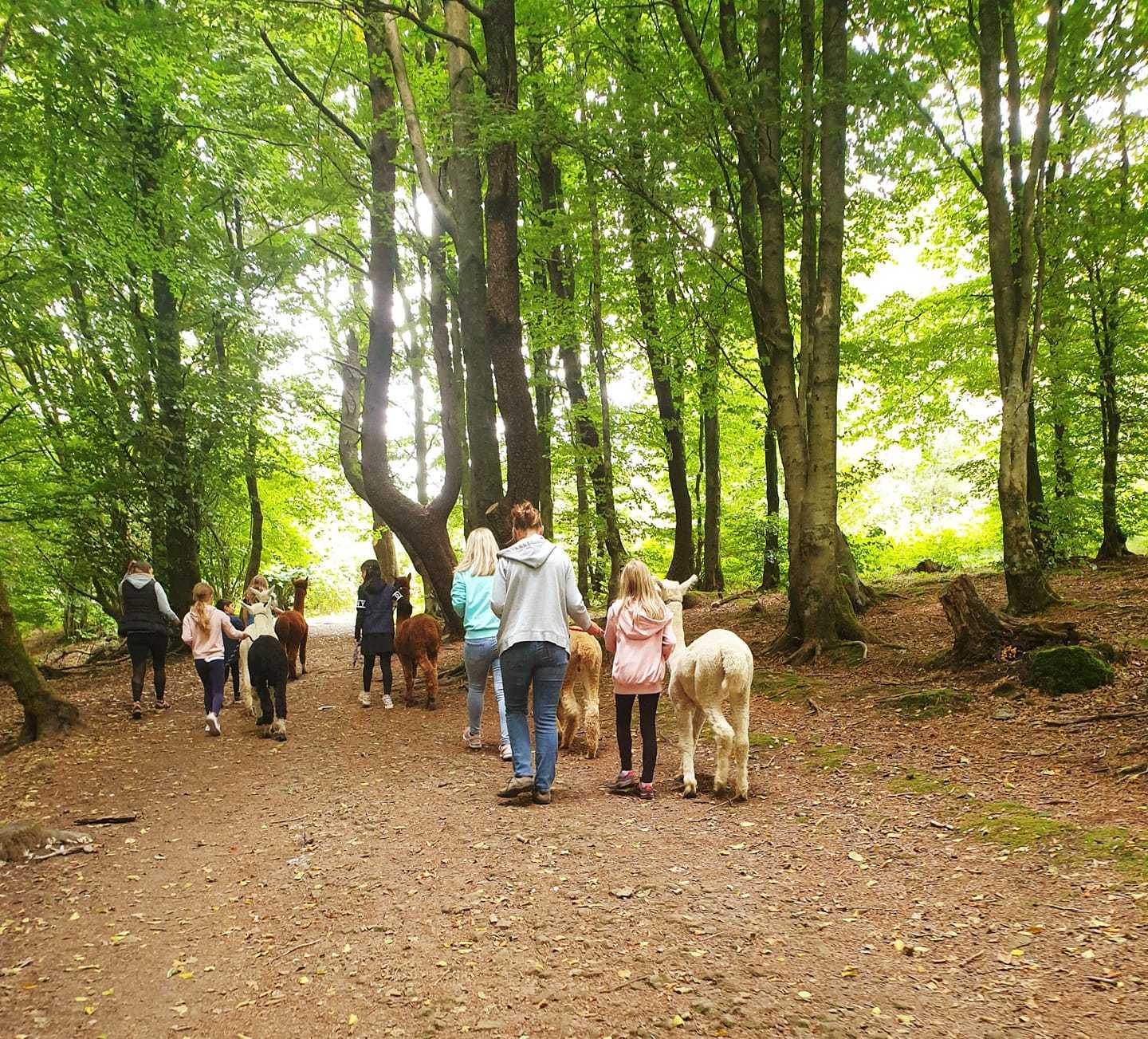 Poppywood Alpacas offers walking tours with the animals (Picture: Poppywood Alpacas)