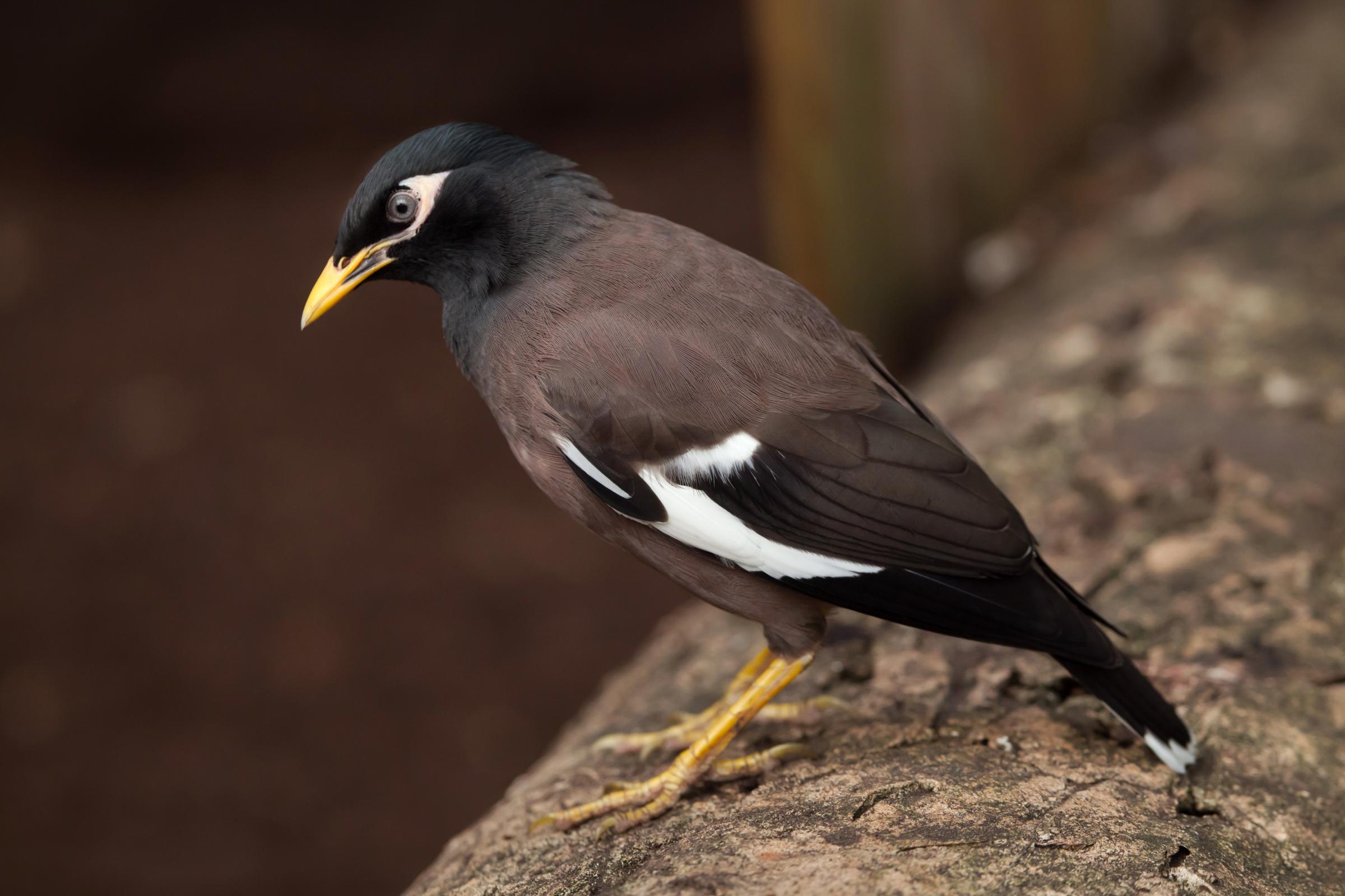 25 Hill Mynah Bird For Sale Uk